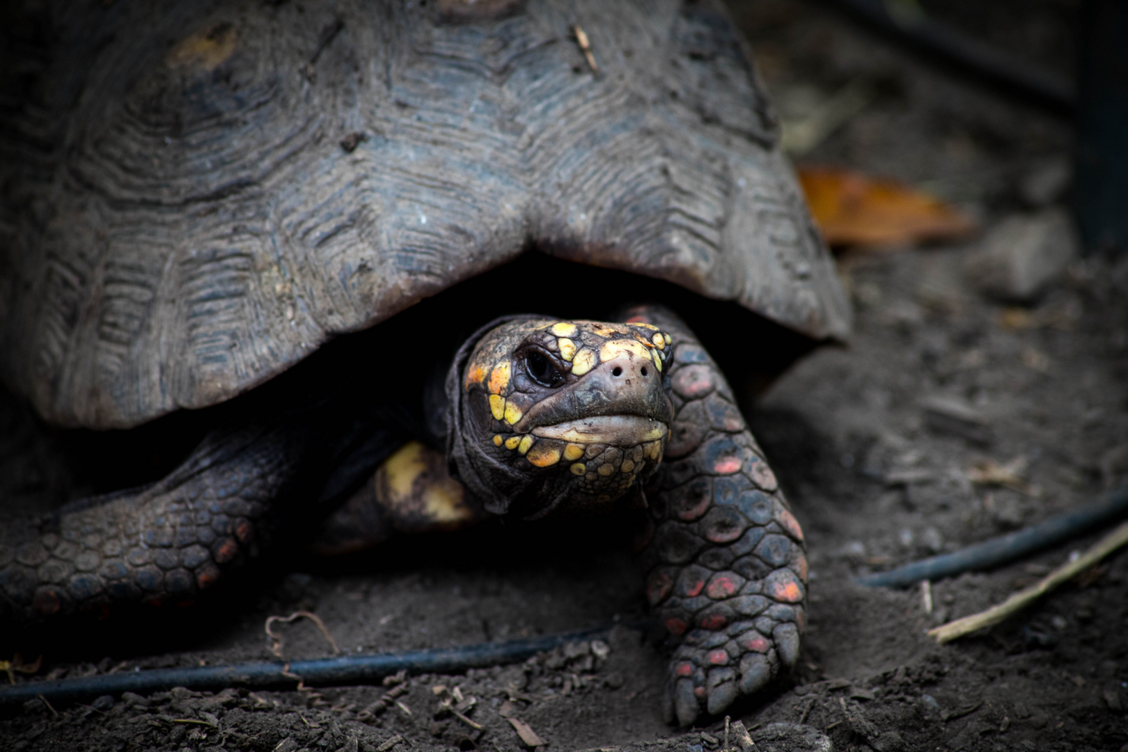 Schildkröte