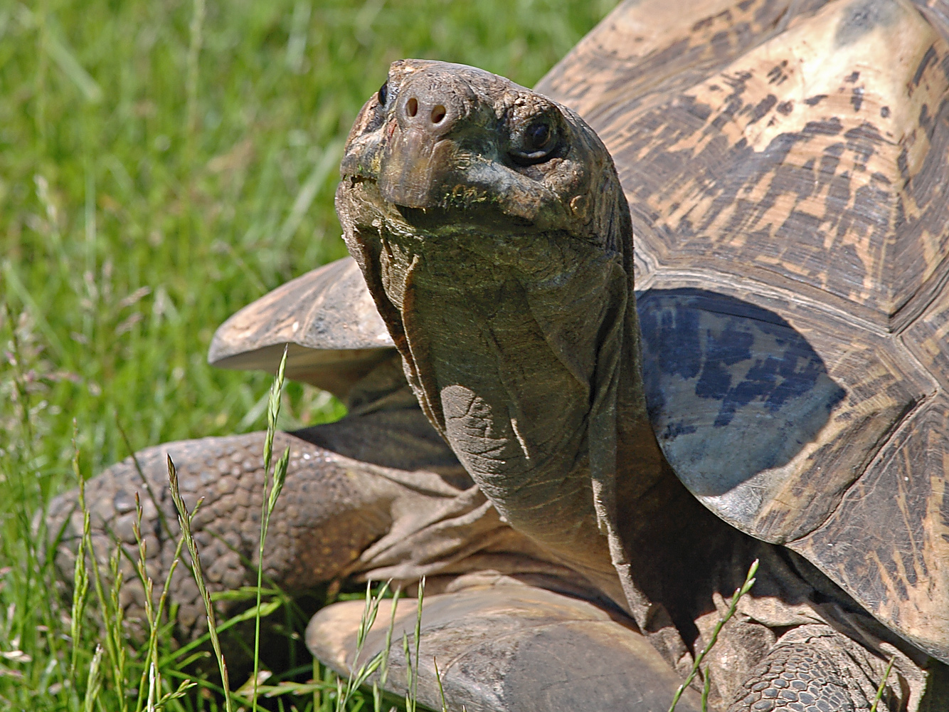 Schildkröte...