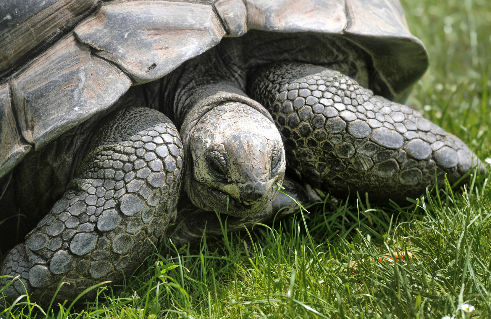 Schildkröte