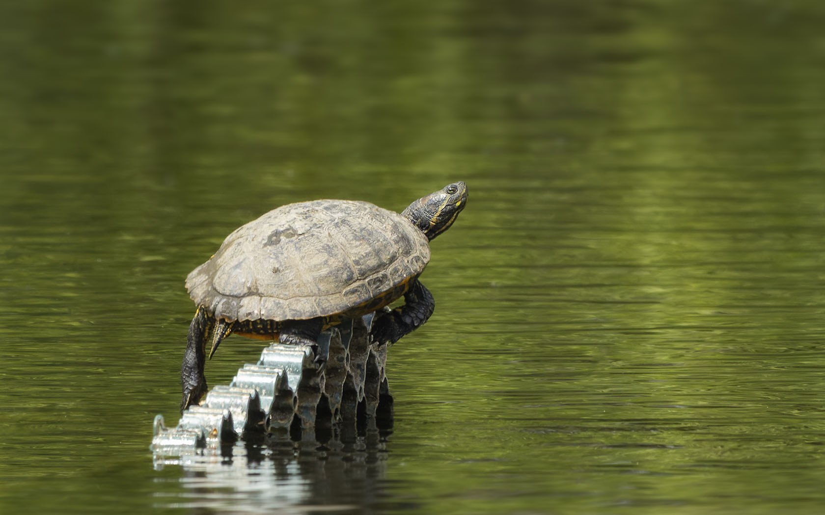 Schildkröte