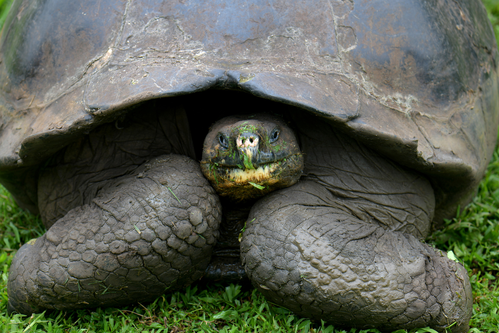 Schildkröte 6 auf Galapagos