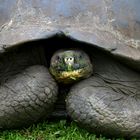 Schildkröte 6 auf Galapagos