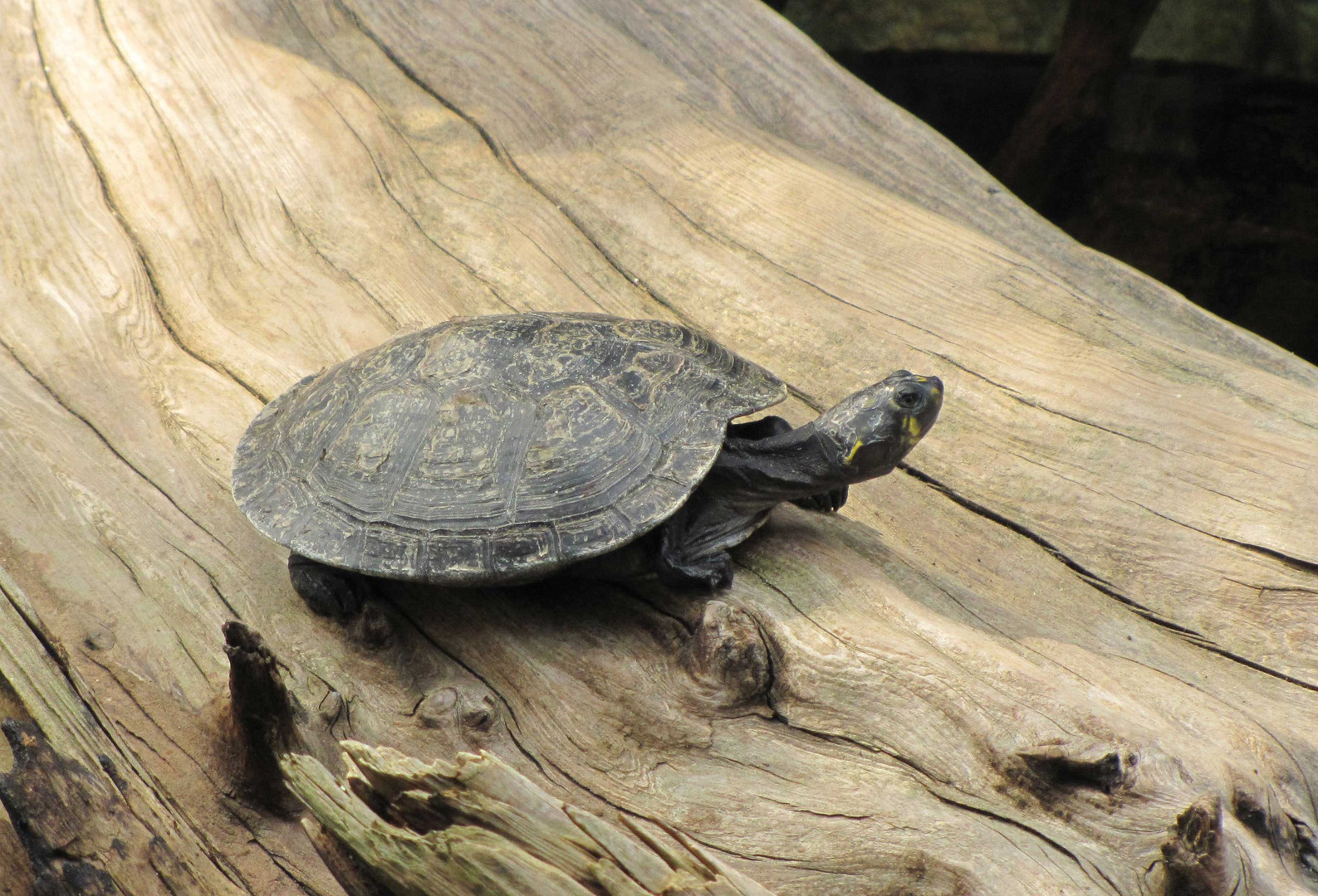 Schildkröte