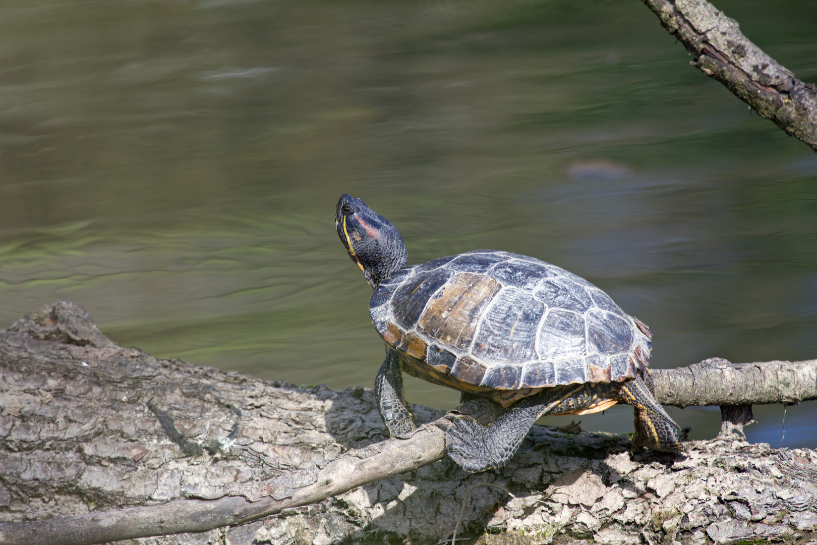 Schildkröte