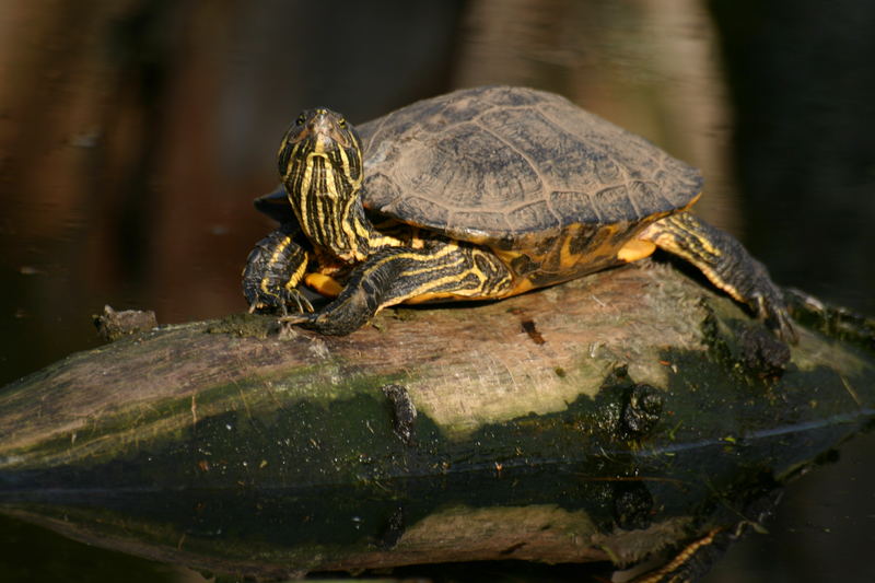 Schildkröte