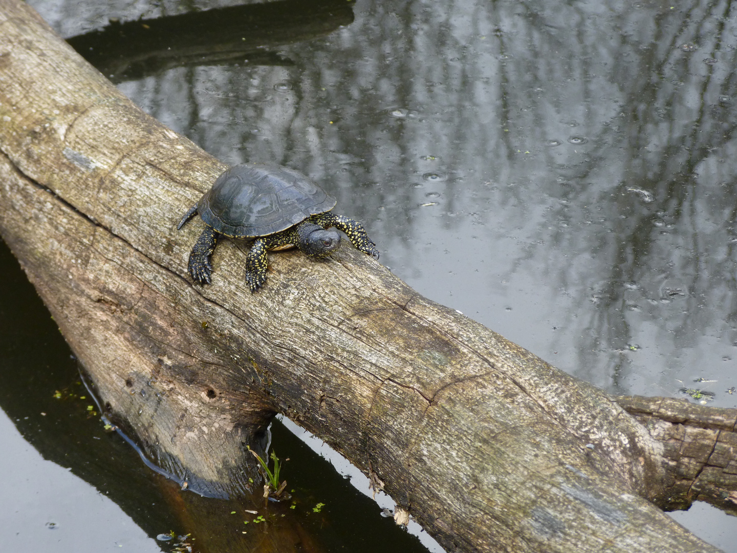 Schildkröte