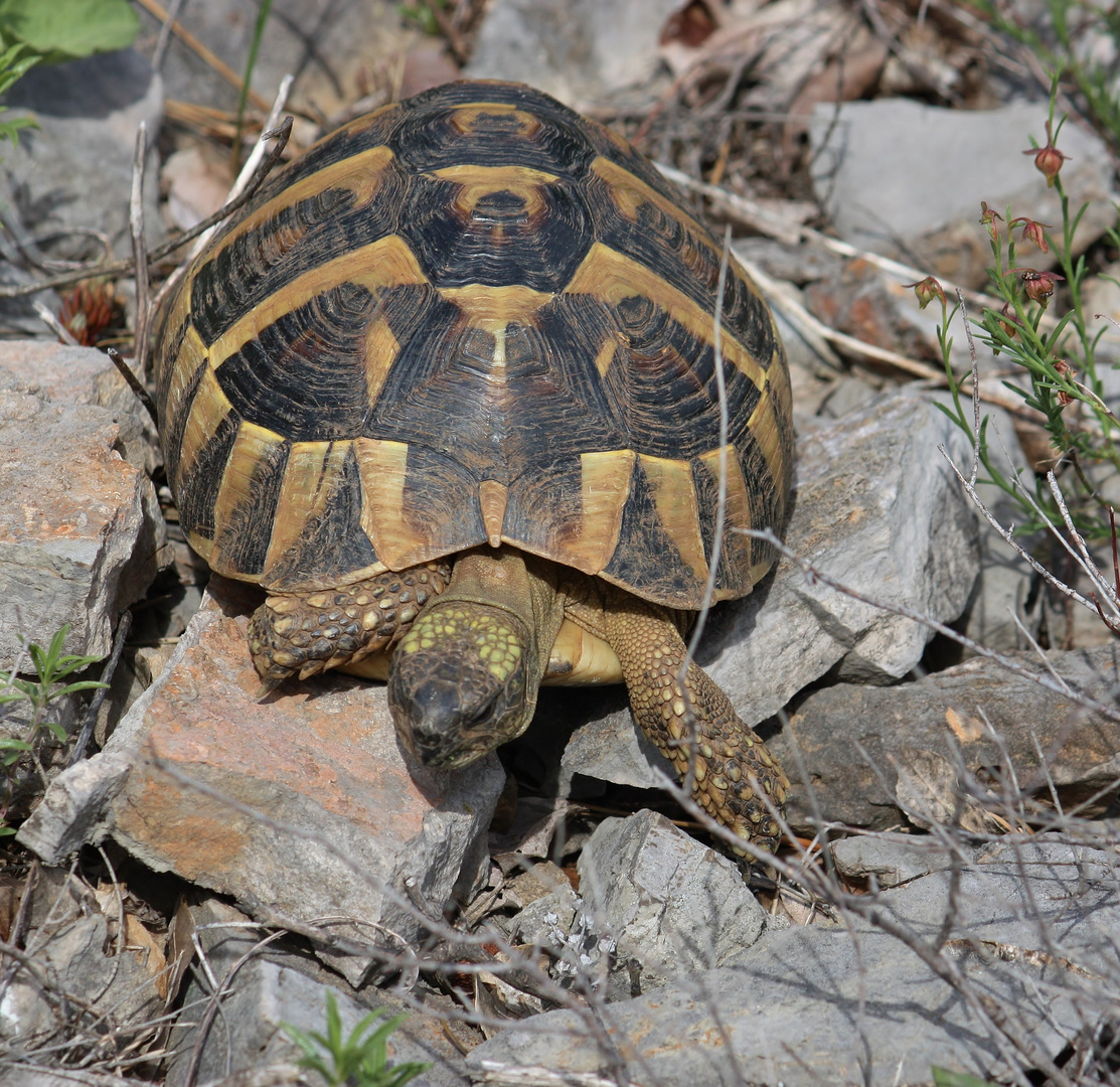 Schildkröte