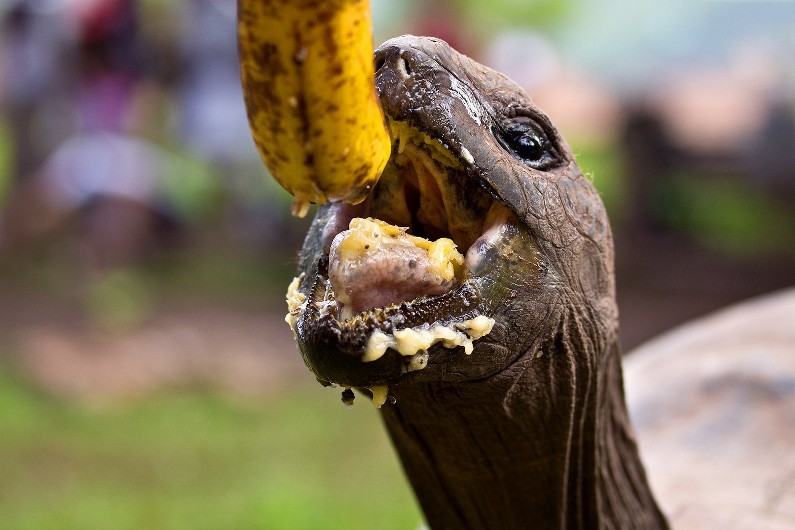 Schildkröte