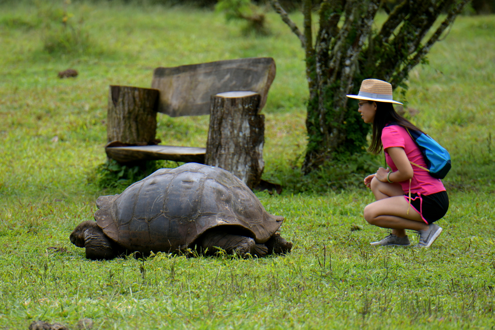 Schildkröte 7 auf Galapagos