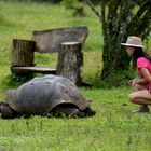 Schildkröte 7 auf Galapagos