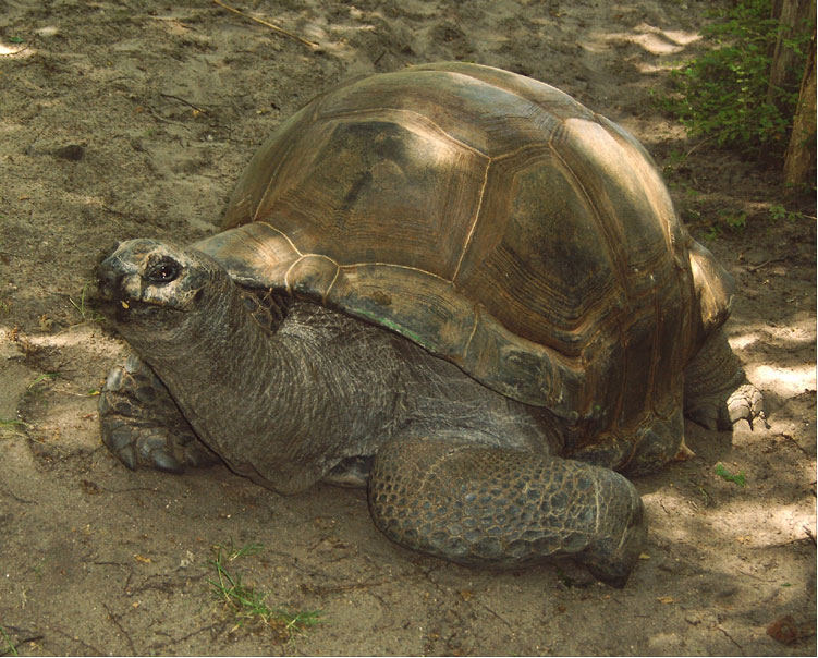 Schildkröte