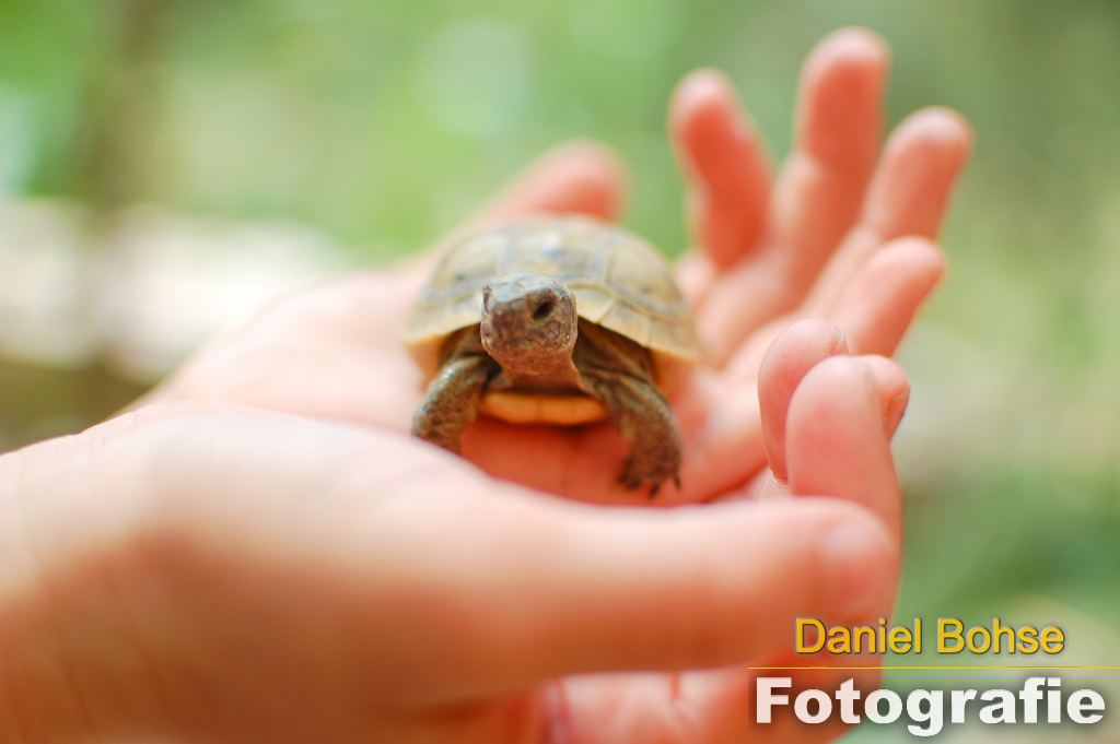 Schildkröte