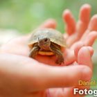 Schildkröte