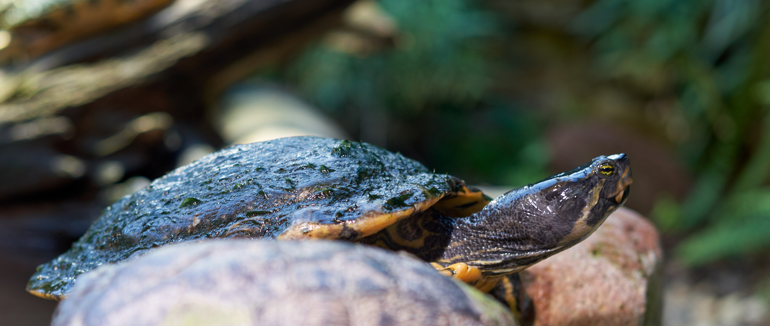 Schildkröte...