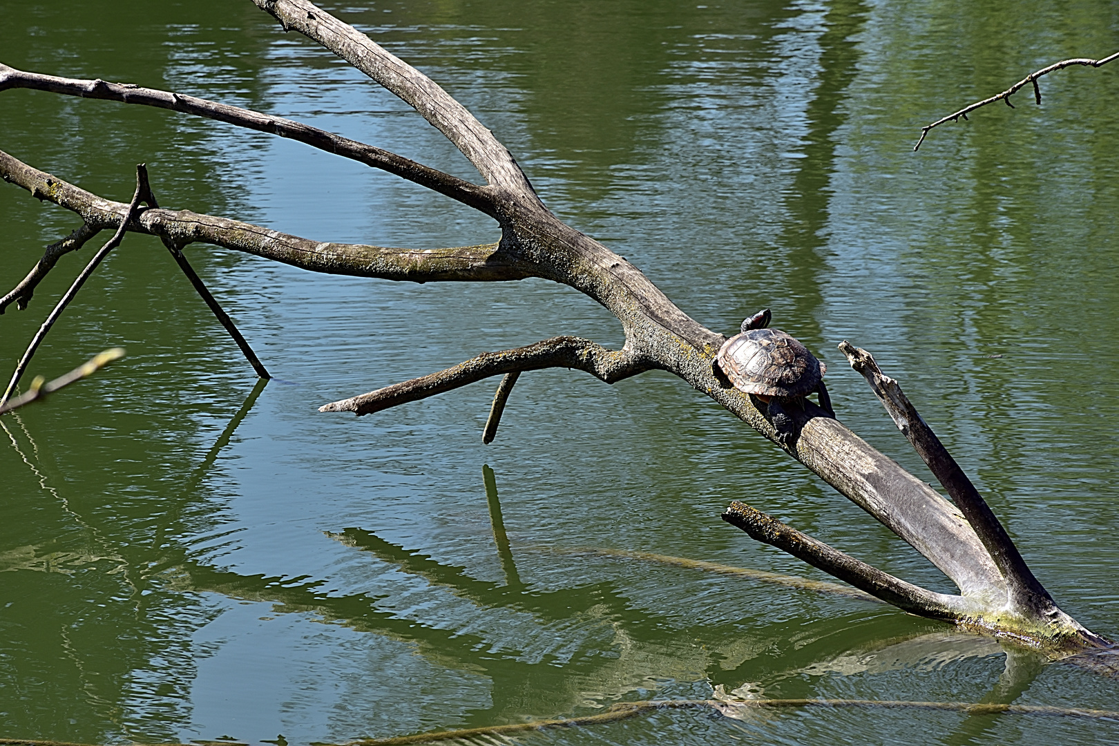 Schildkröte