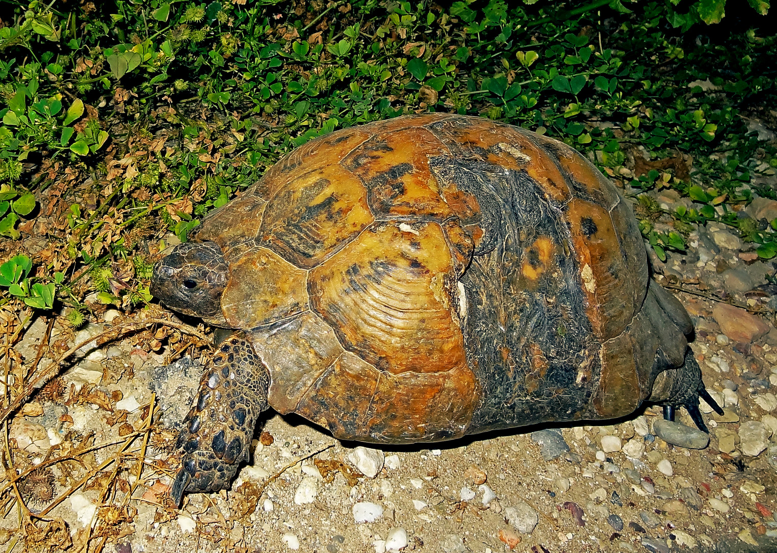 Schildkröte