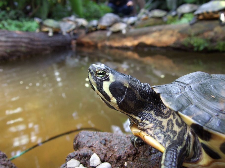 Schildkröte