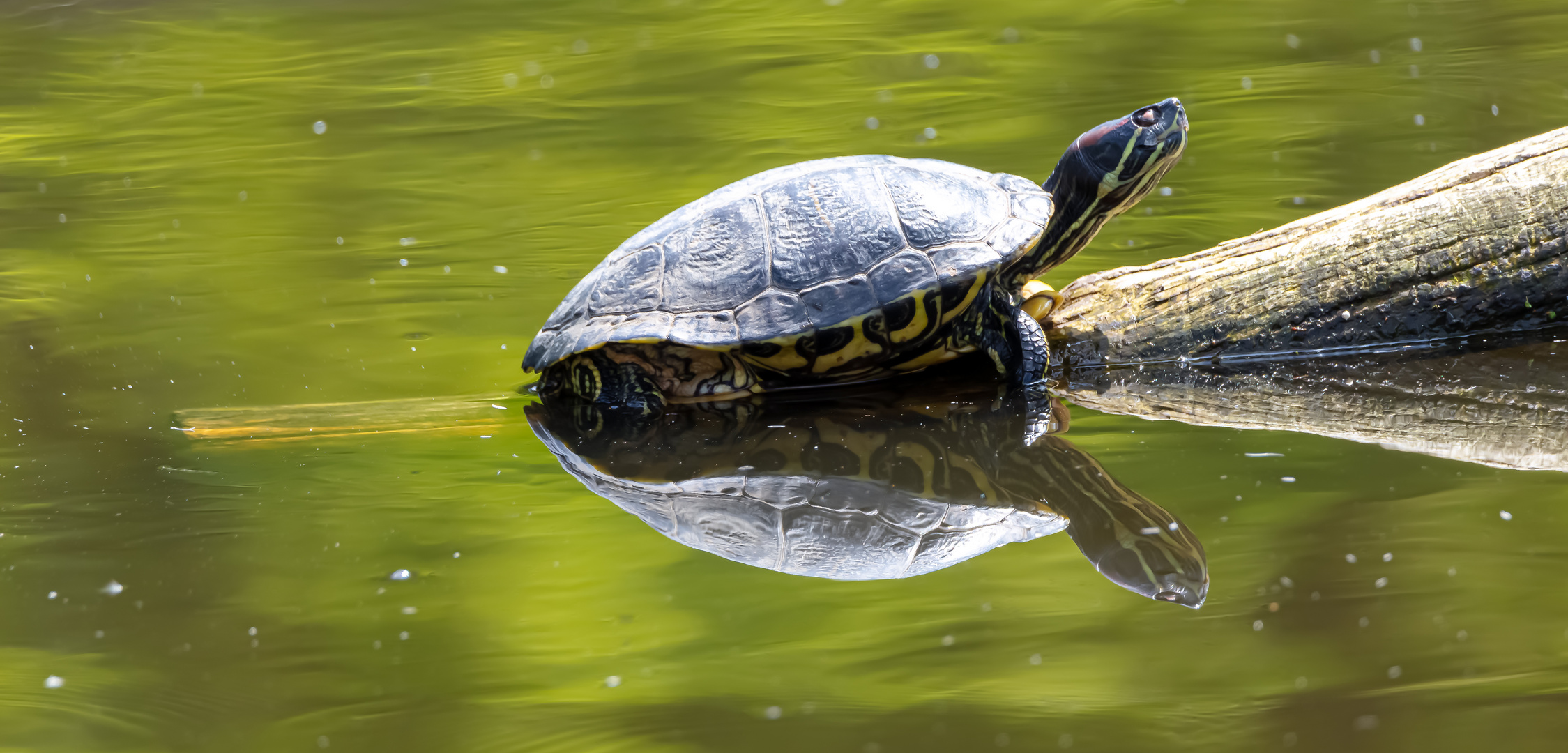 Schildkröte