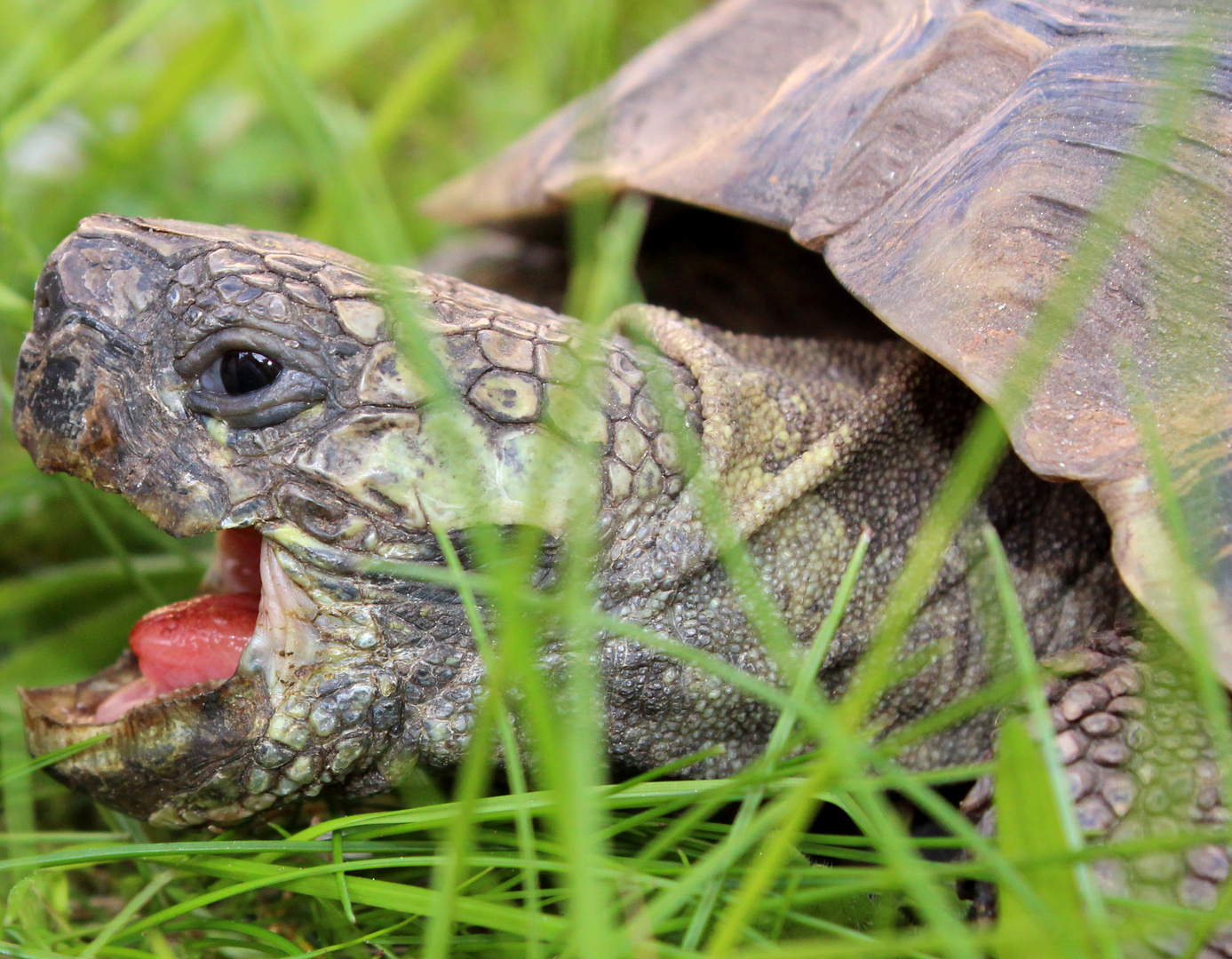 Schildkröte