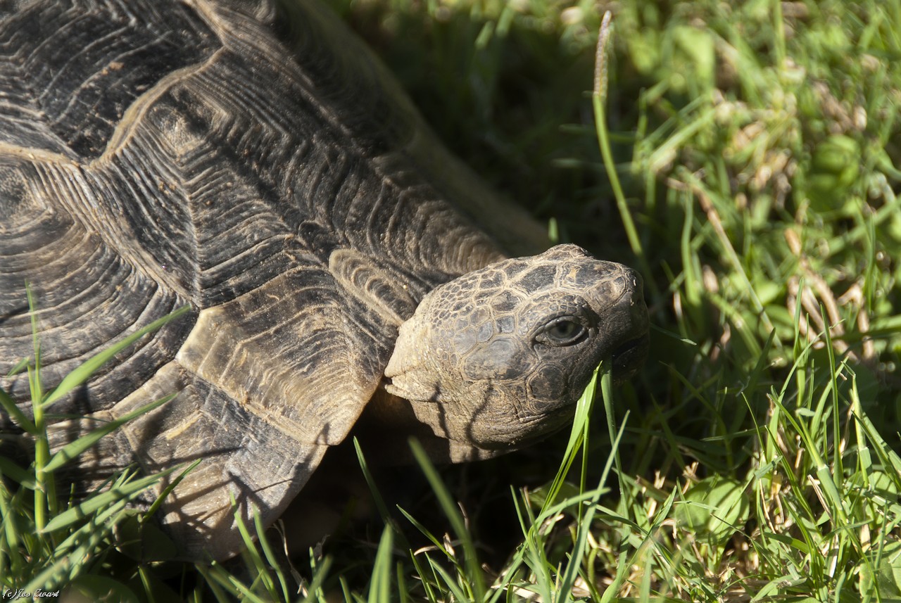 Schildkröte