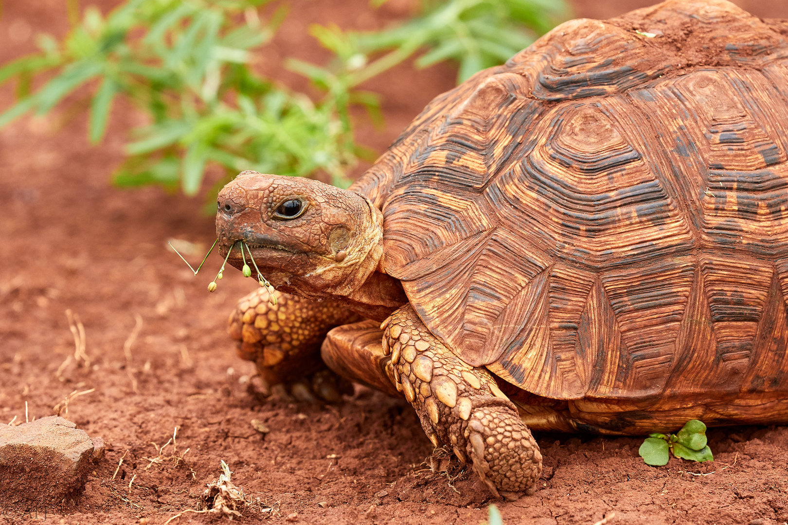 Schildkröte