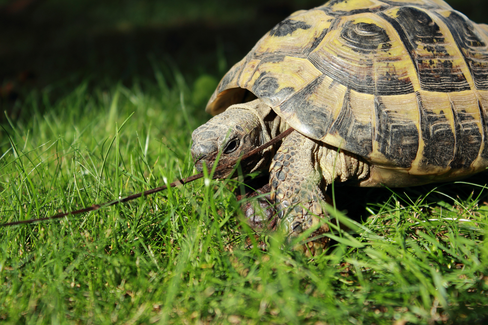 Schildkröte