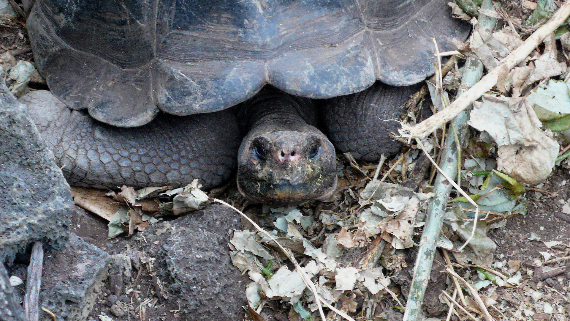 Schildkröte