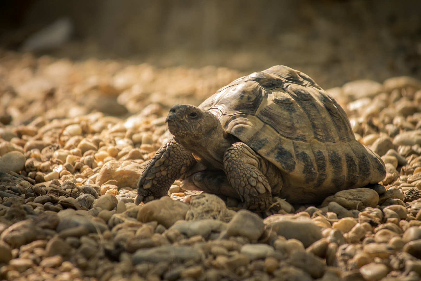 Schildkröte