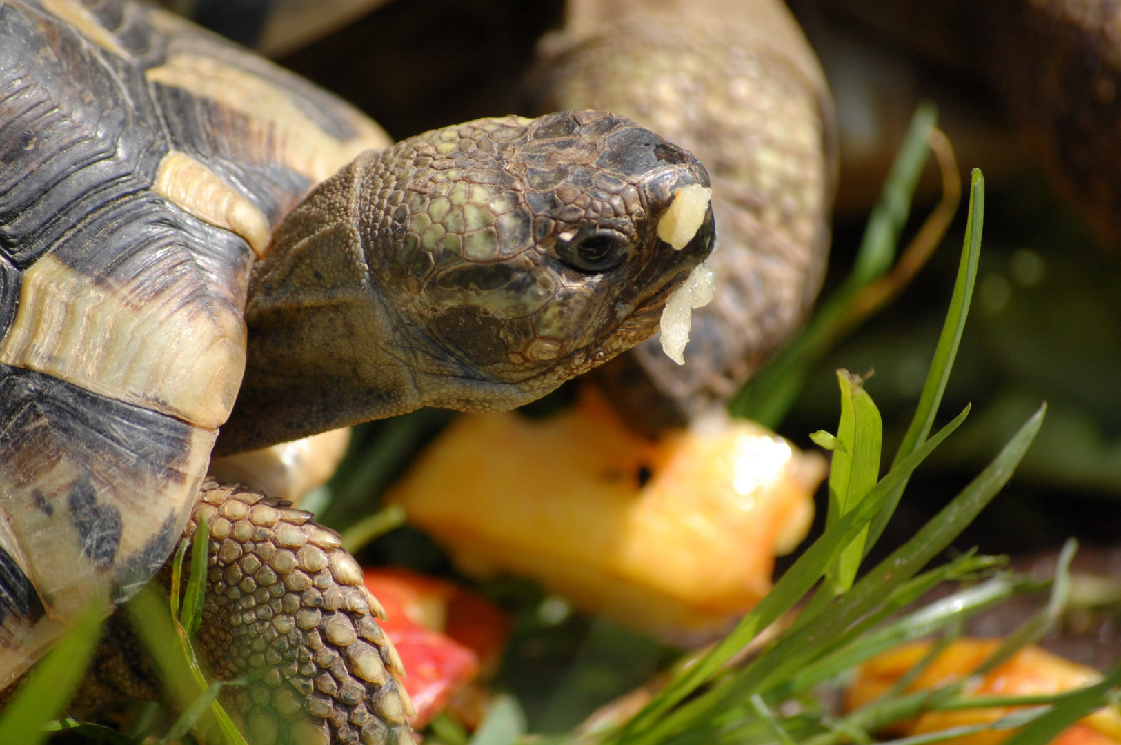 Schildkröte