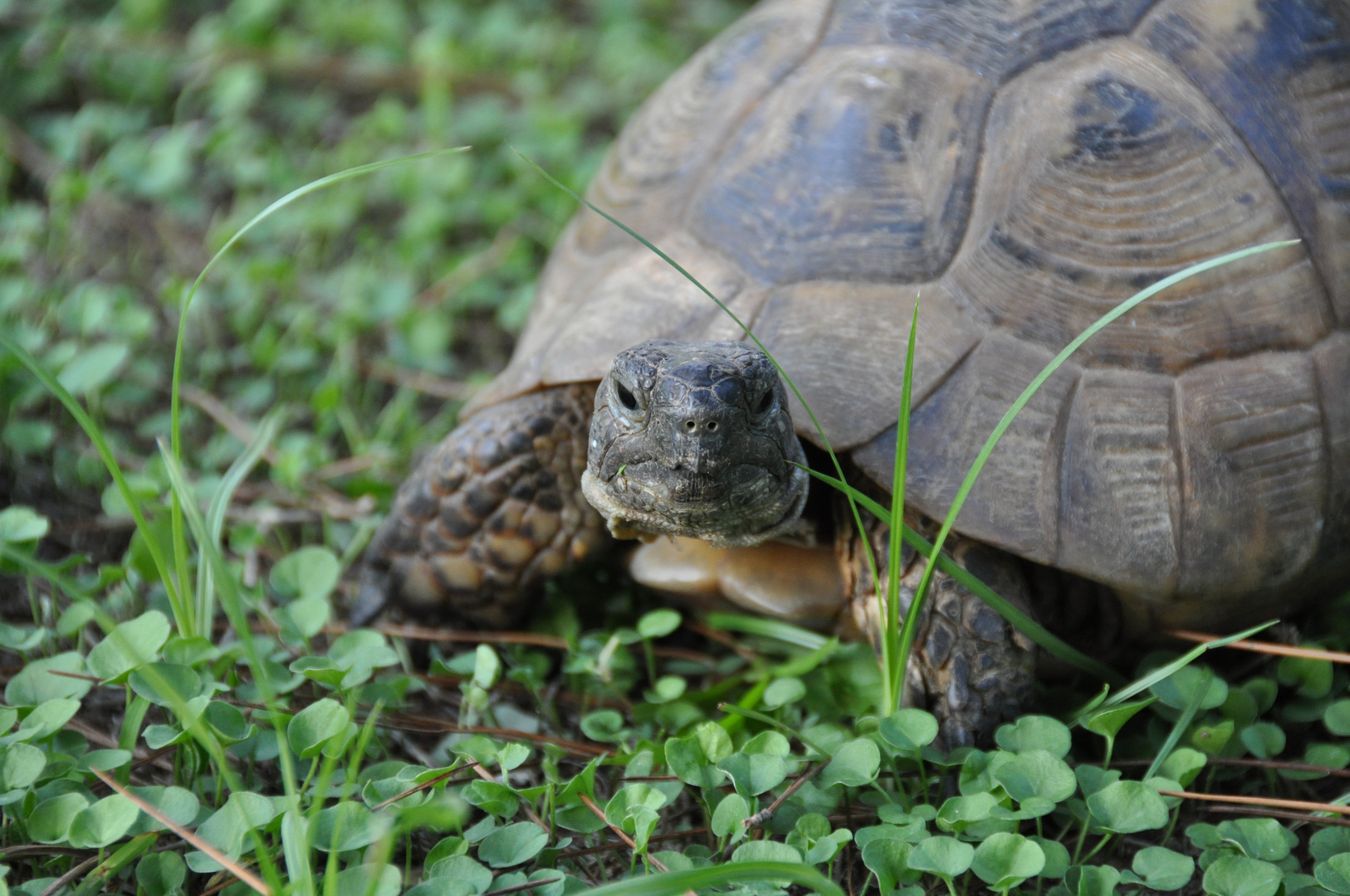 Schildkröte