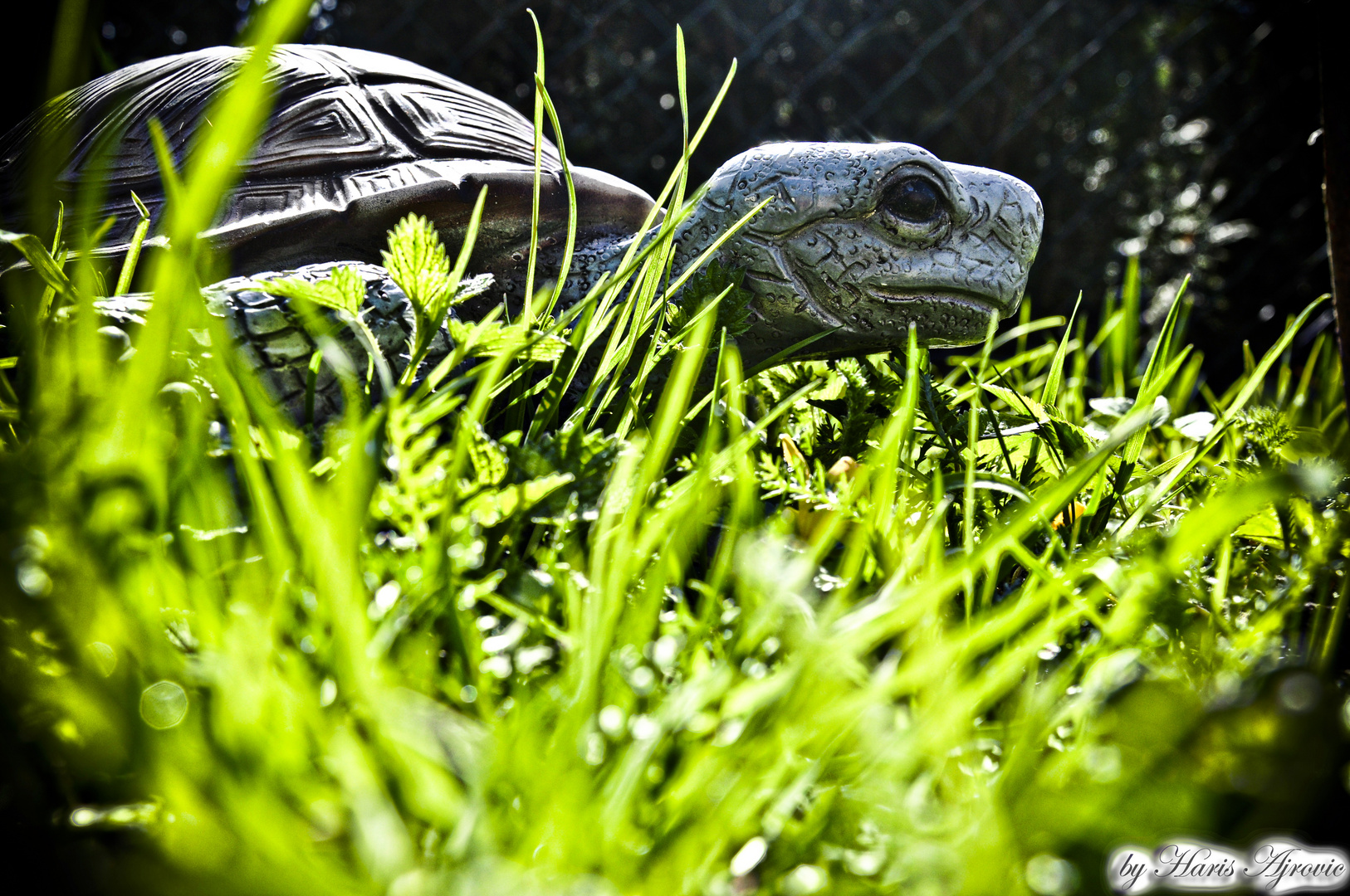 Schildkröte