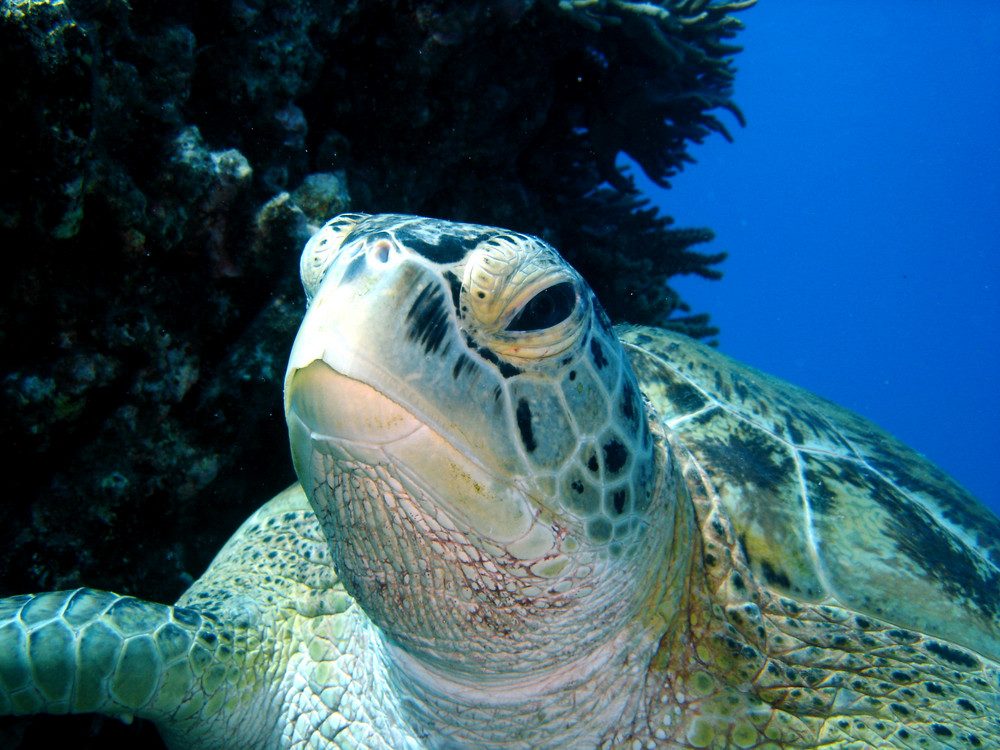 Schildkroete