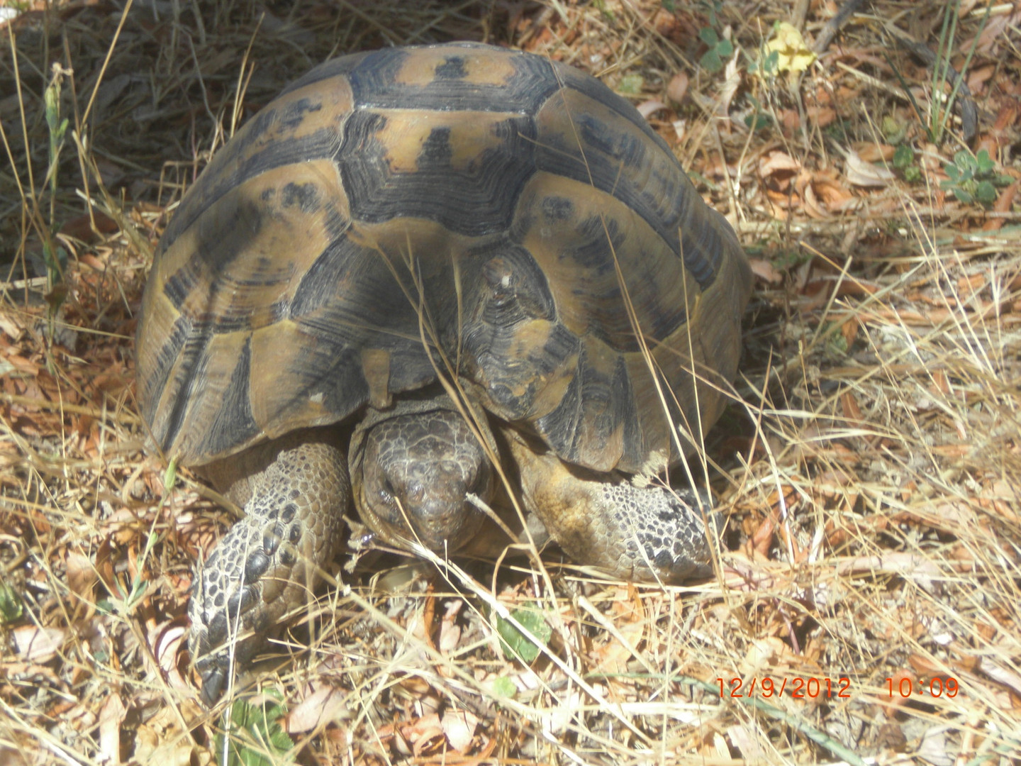 SCHILDKRÖTE