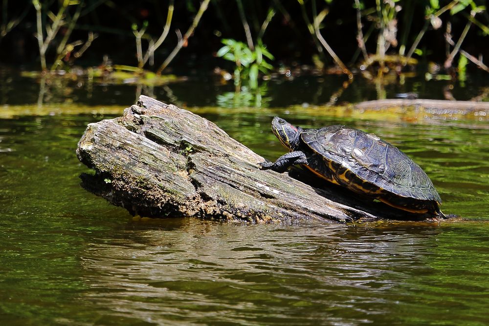 Schildkröte