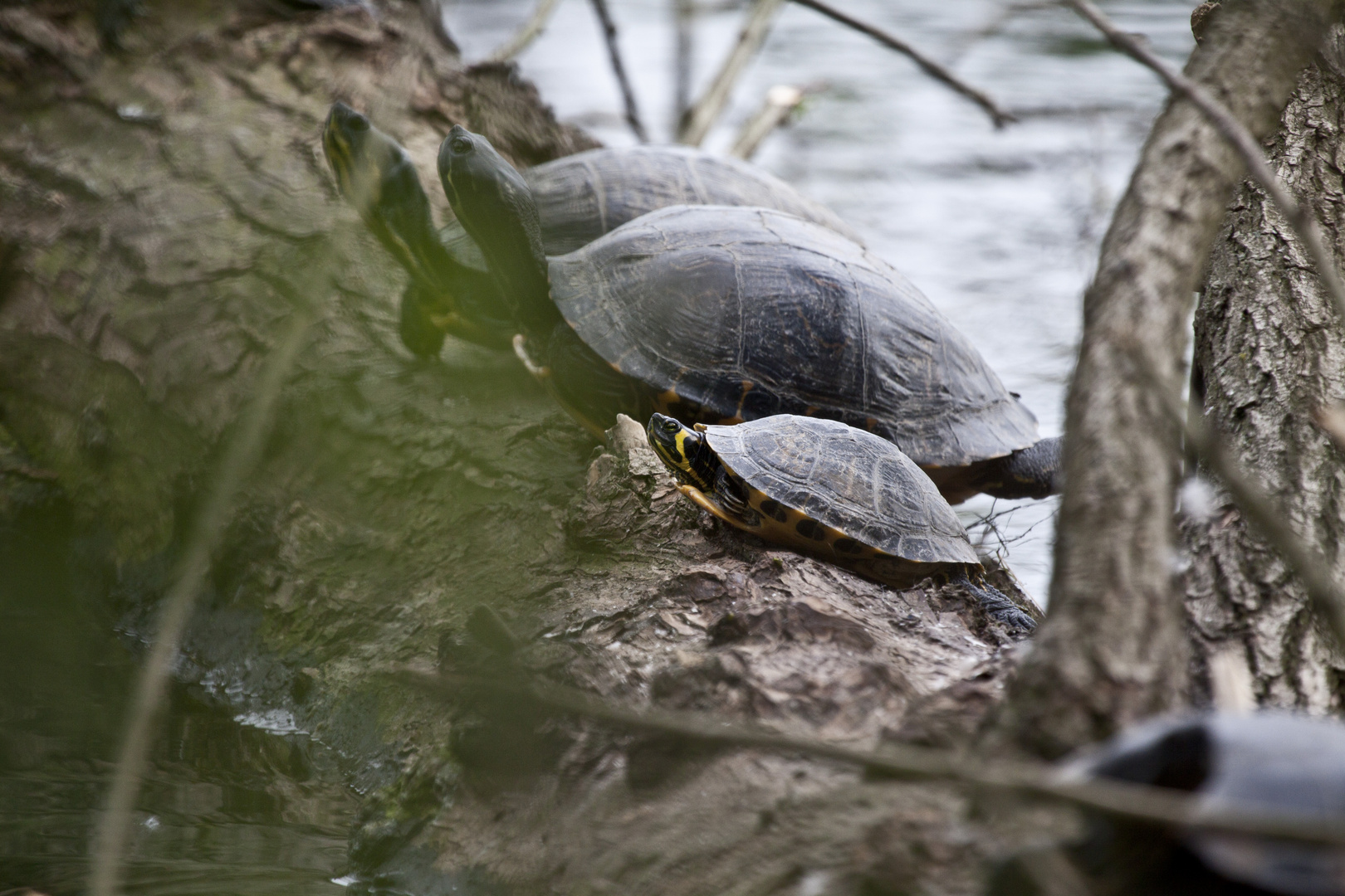 Schildkröte