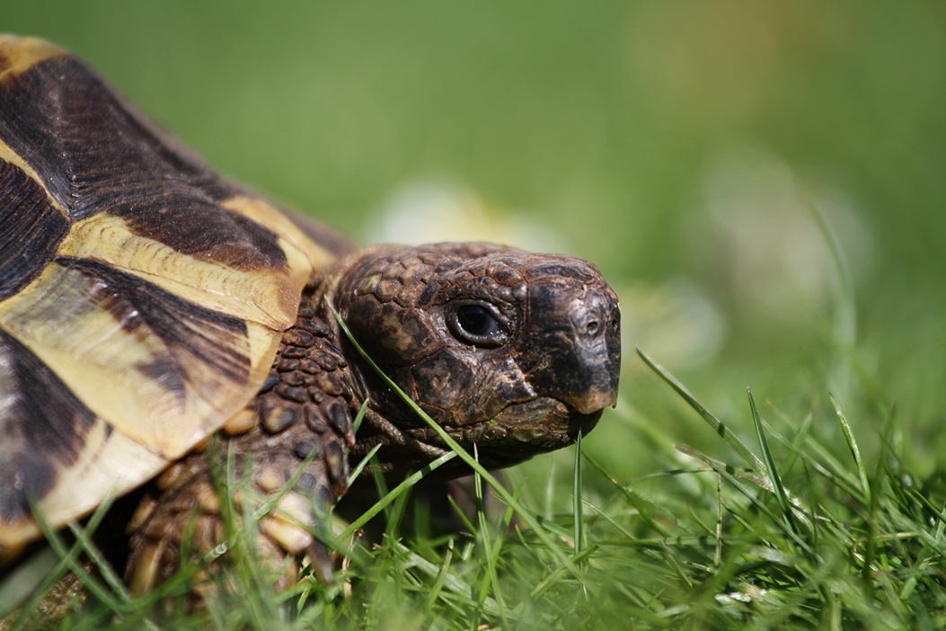 Schildkröte