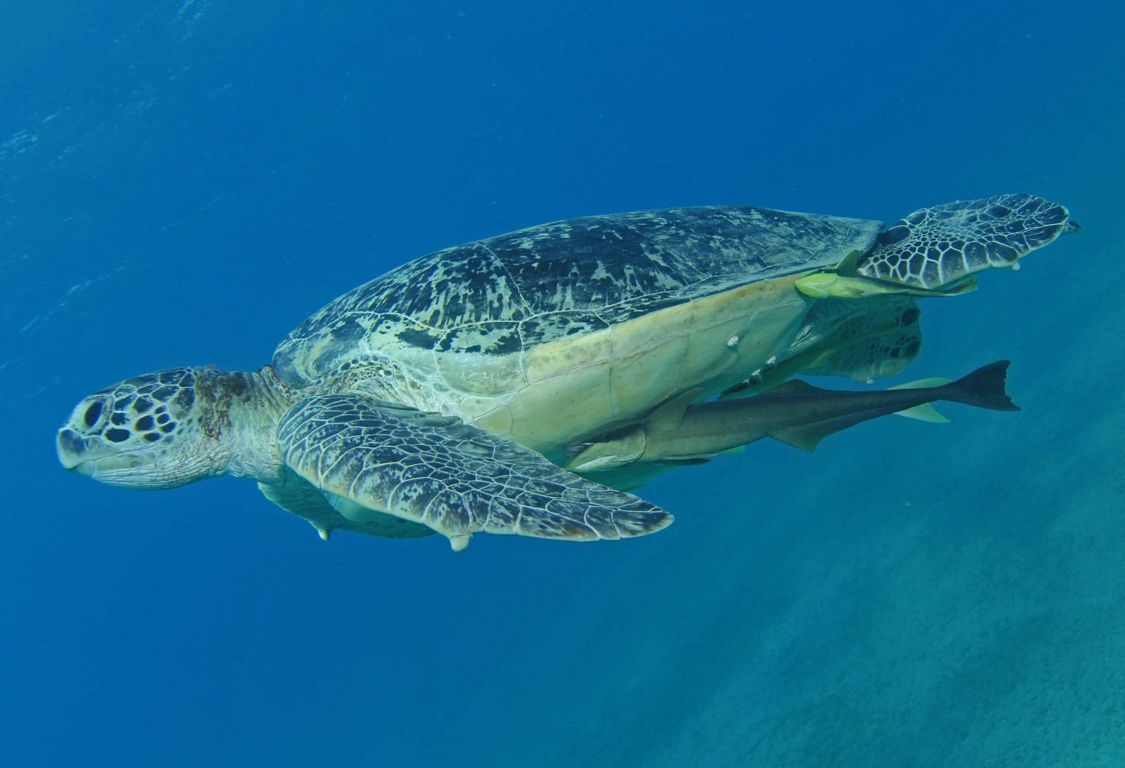 Schildkröte Abu Dabab