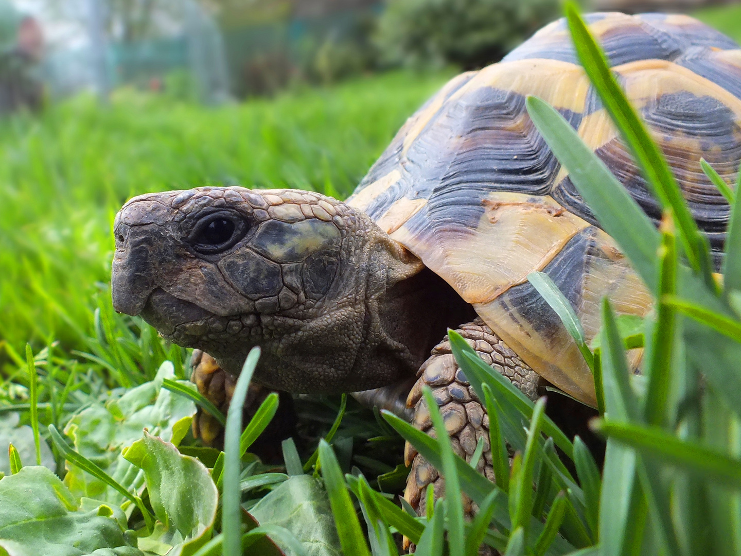 Schildkröte