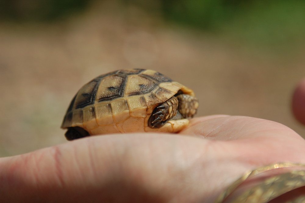 Schildkröte