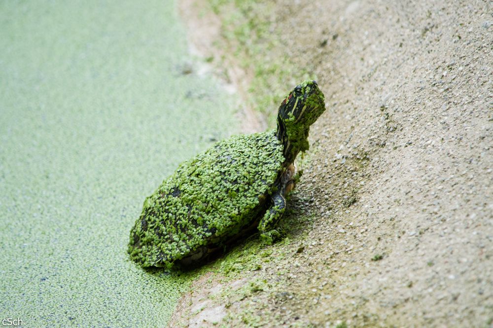 Schildkröte