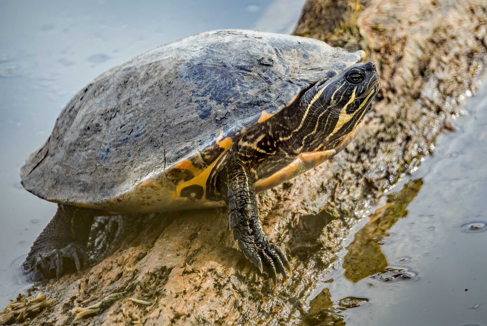 "SCHILDKRÖTE" am Altmühlsee/Vogelinsel