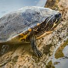 "SCHILDKRÖTE" am Altmühlsee/Vogelinsel