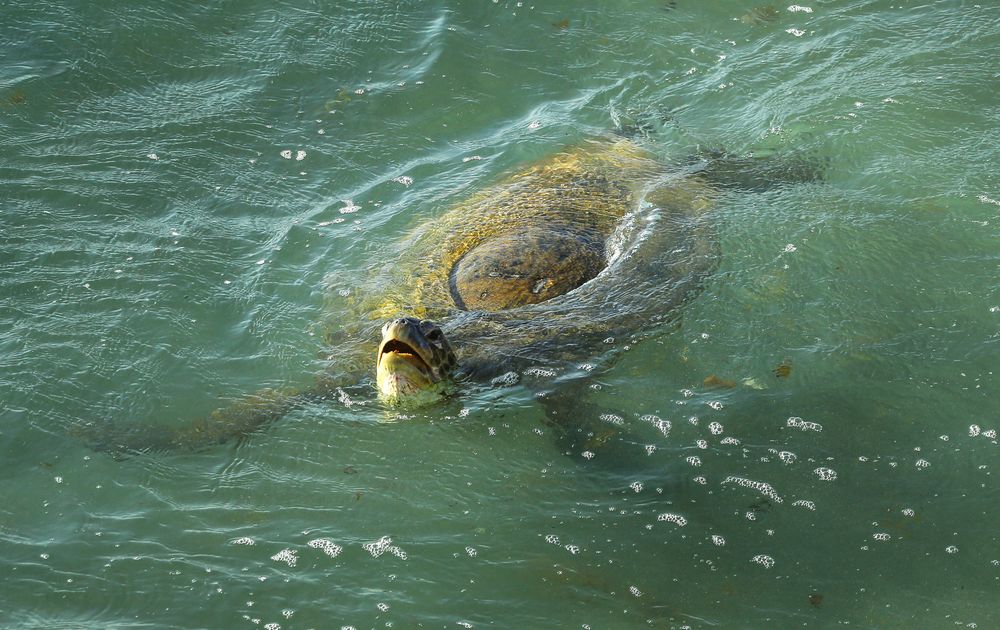 Schildkröte am Cola Bay Beach