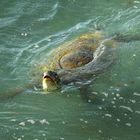 Schildkröte am Cola Bay Beach