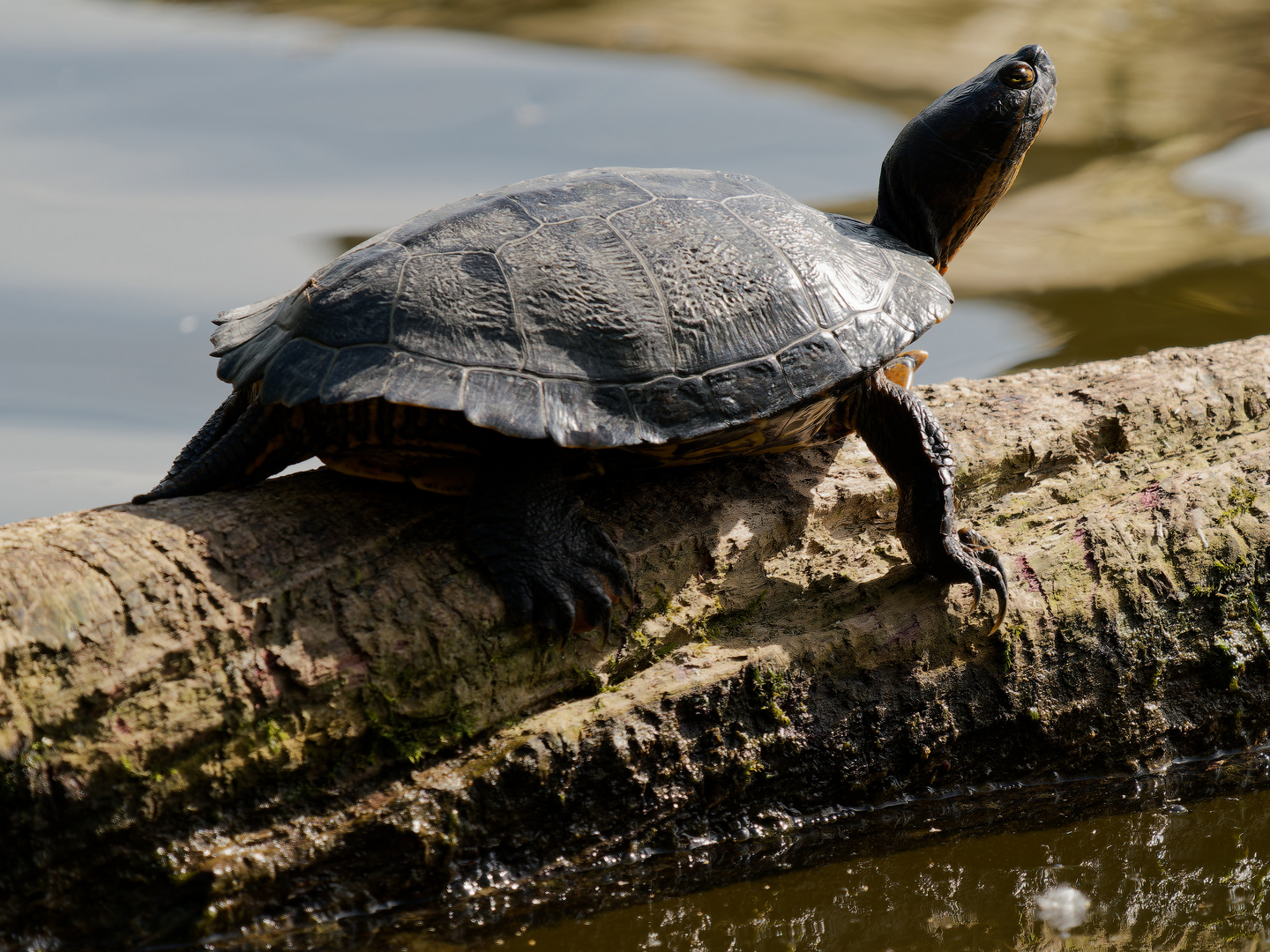 Schildkröte am ehemaligen Baggersee