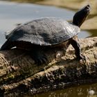 Schildkröte am ehemaligen Baggersee