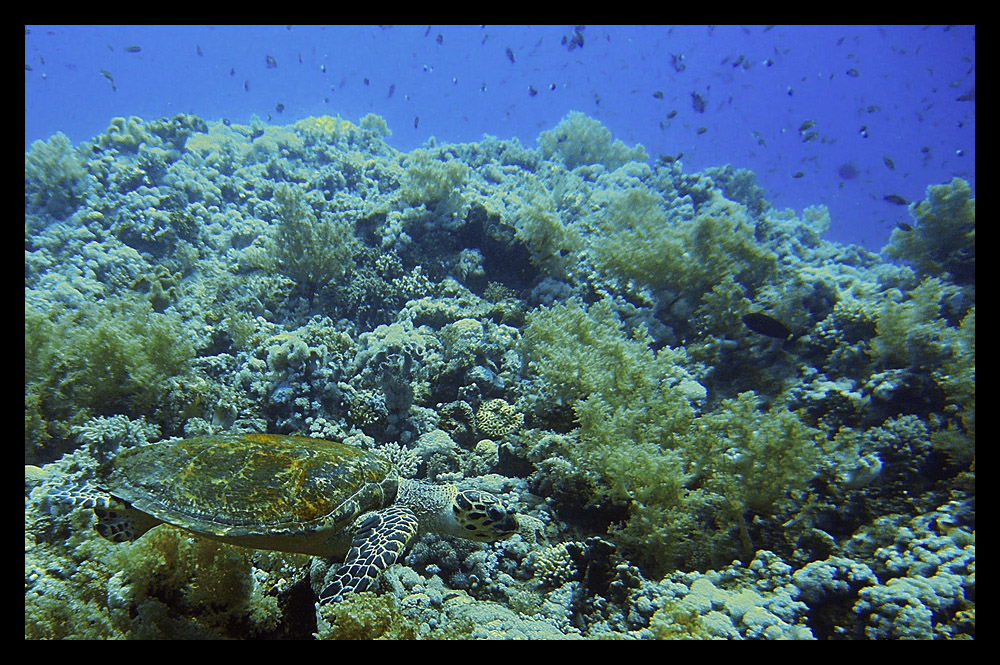 Schildkröte am Elphinstone Riff