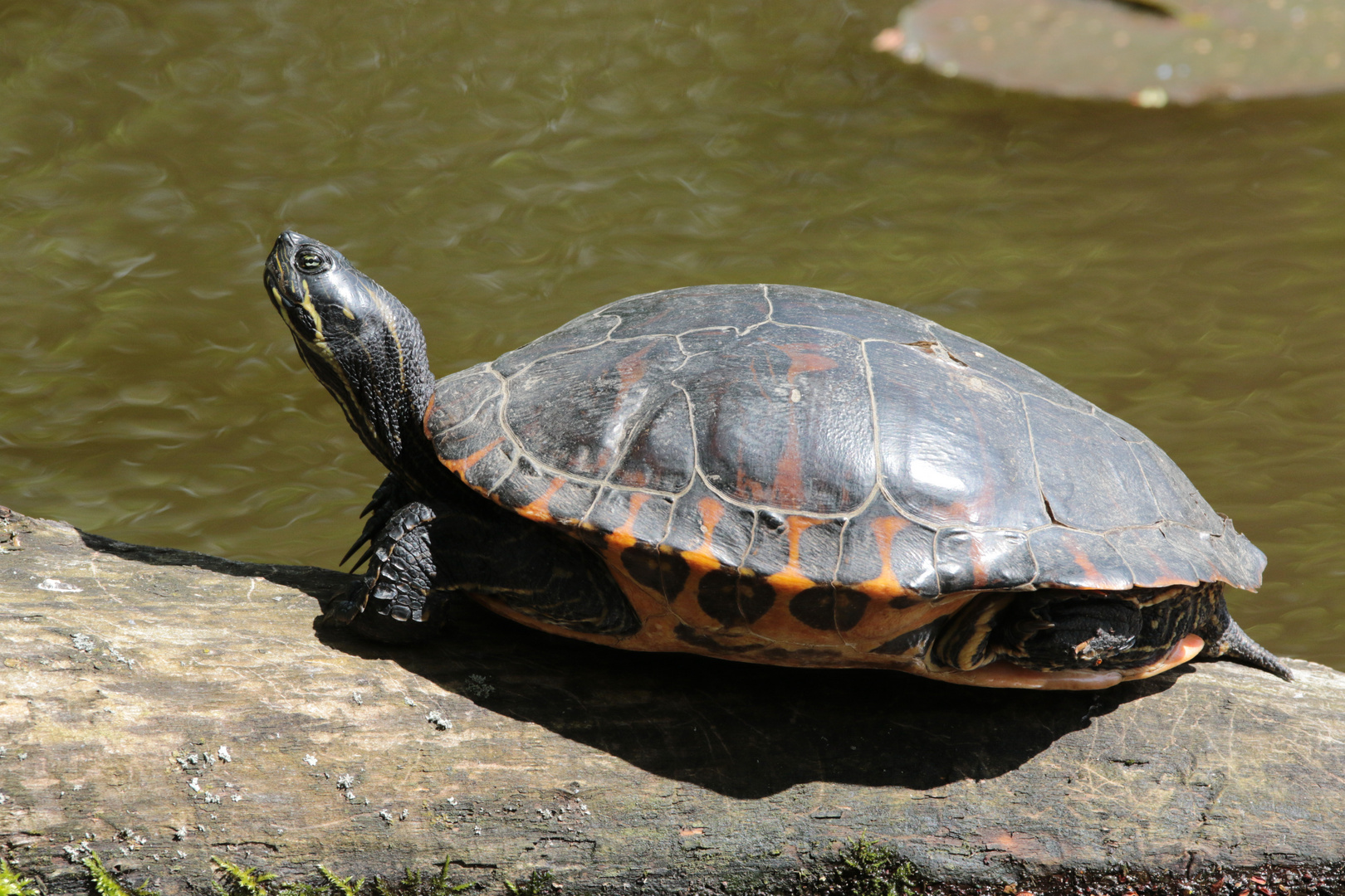 Schildkröte am Fischteich 1IMG_0637