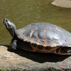 Schildkröte am Fischteich 1IMG_0637