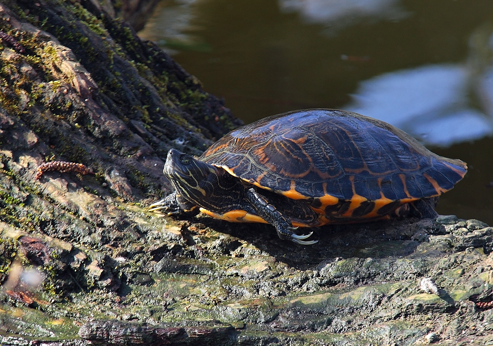 Schildkröte am Max-Eyth-See